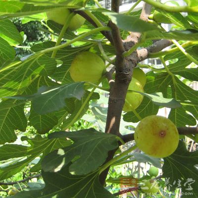 干無花果4顆