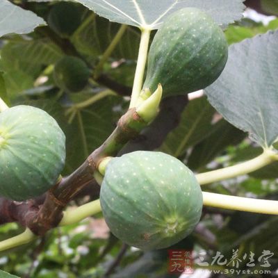 無花果2個(gè)