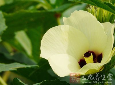 黄秋葵花是降血糖的良药。黄秋葵可以深加工成花茶、饮料、胶囊、干蔬、油等