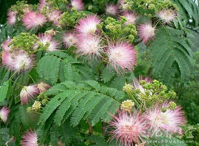 合欢花又名苦情花，青裳。中医中认为其性味甘，平