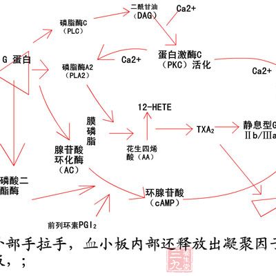 凝血酶和血小板的作用