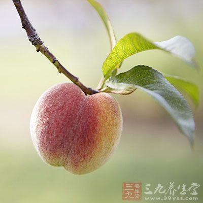 支气管炎的食疗方法-三九养生堂养生百科