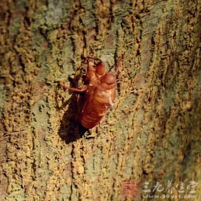 蝉蜕分为整体、头足、身三部分，洗净后分别加水煎煮两次