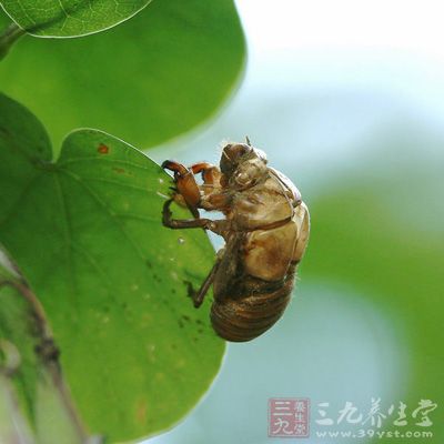 蝉蜕的功效与作用 蝉蜕的药用选方及作用(12)