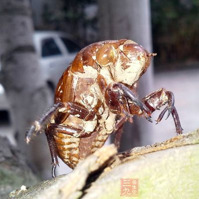 取蝉蜕去头、足，焙干研细