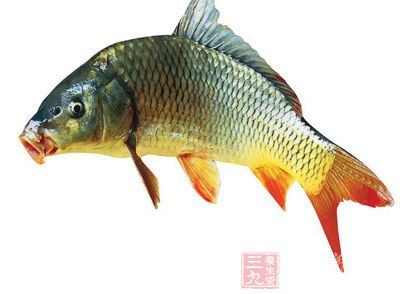 黄芪鲤鱼汤治疗肾病综合征-三九养生堂养生百