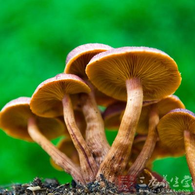 蘑菇中含有矿物质硒和抗氧化剂 蘑菇中含有矿物质硒和抗氧化剂