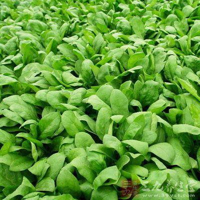 菠菜因富含营养而被称为超级食物 菠菜因富含营养而被称为超级食物