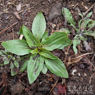 车前草1握(去根、洗、锉)