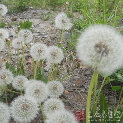 该品注射液试管内对金黄色葡萄球菌耐药菌株、溶血性链球菌有较强的杀菌作用