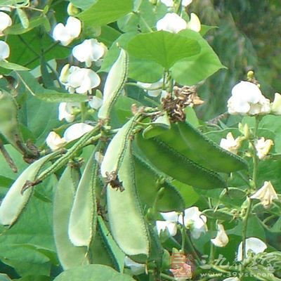 白扁豆的功效 滋补佳品有哪些功效
