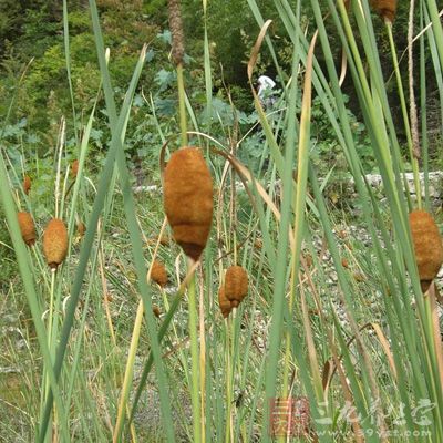 蒲黄凉血、活血、止血