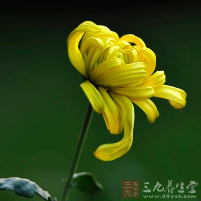 菊花30克，夏枯草15克