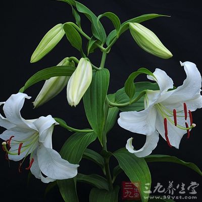 百合含有少量淀粉、脂肪、蛋白質(zhì)及微量生物堿