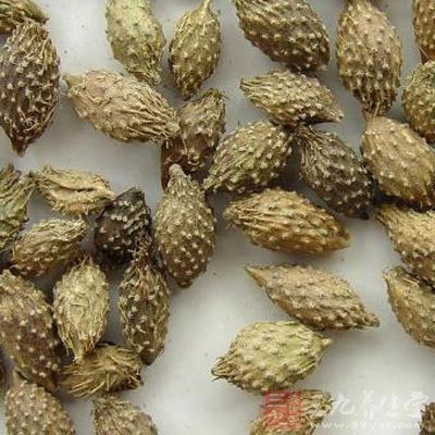 辛夷鼻渊方治疗慢性化脓性中耳炎-三九养生堂