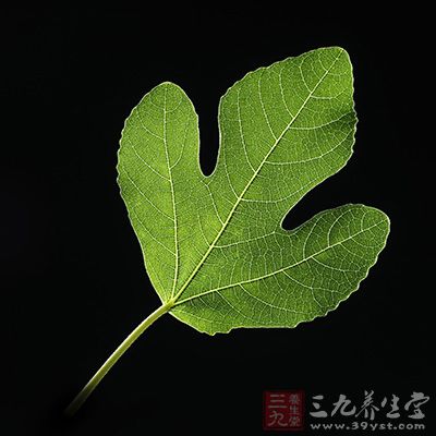 將無花果葉放入瓷盆中煮20分鐘