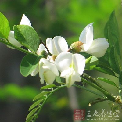 炒槐花、炒側(cè)柏葉各12克