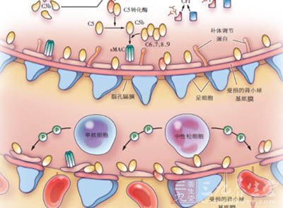 腎小球高濾過(guò)和腎臟肥大期