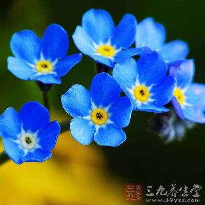 勿忘我花外形美麗可愛(ài)，具有一定的觀賞價(jià)值，同時(shí)也還具有一定的藥用作用