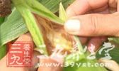 玉米须沸水透析液