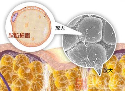 新研究证脂肪可燃烧