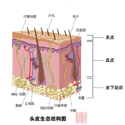 從頭皮的構(gòu)造看，外面的表皮層能夠幫助防止外界污染和細(xì)菌的侵襲