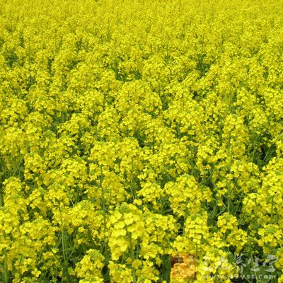 四川省粮食局召开2015油菜籽收购工作会议