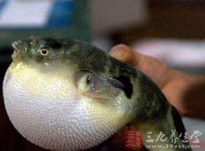 吃 河豚中毒 多在私厨 凭经验处理河豚出事 - 三