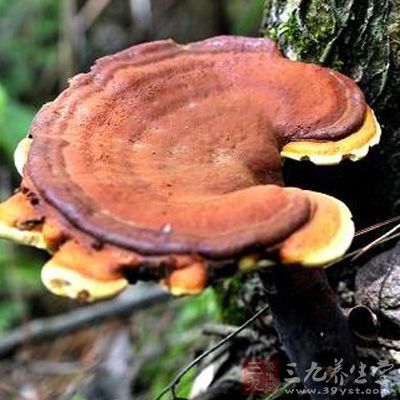 灵芝草10克 灵芝草10克