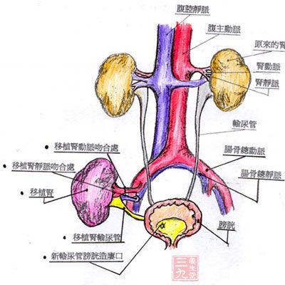 肾脏结构图