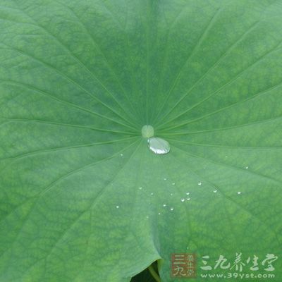 荷葉燒炭，研成細末，香油調(diào)均，涂敷于患處，一日二次，有特效