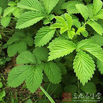 三参莲苡汤治疗肺癌-三九养生堂养生百科