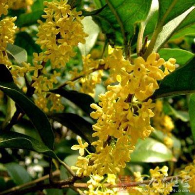 治疗大肠癌的中药方剂-三九养生堂养生百科