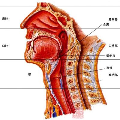 喉咙结构