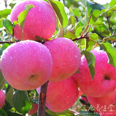 临睡前不要吃任何食物,包括水果 临睡前不要吃任何食物,包括水果