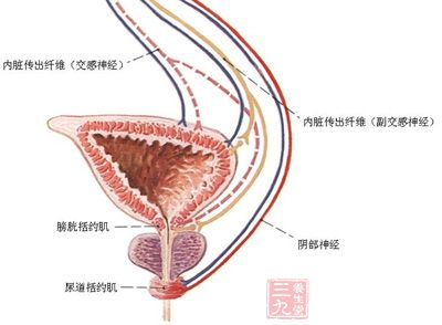 尿急尿频 很可能是膀胱过度活动症