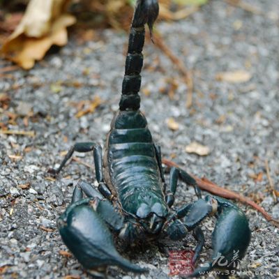 麝香(研)、干蝎各一分。為末，敷患處