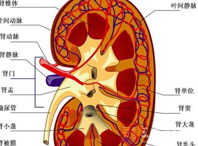人体肾脏部位分析图
