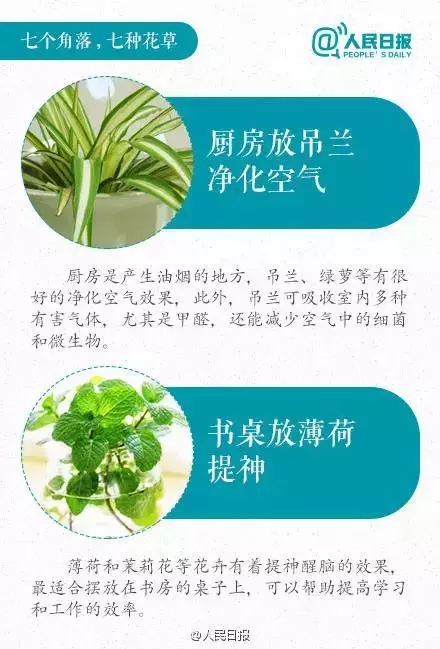 厨房放吊兰净化空气