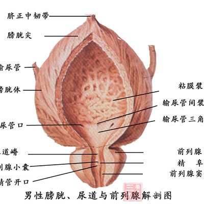 与前列腺本身的解剖有关