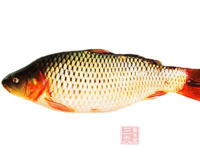 據(jù)有關(guān)方面考察，鯉魚原是明代宮中的觀賞魚，神宗皇帝朱翊鈞在位時(shí)，祖籍婺源沱川的戶部尚書余懋學(xué)告老回鄉(xiāng)