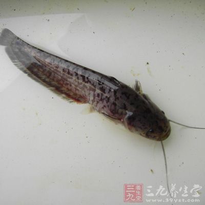 鲇魚(yú)不僅像其他魚(yú)一樣含有豐富的營(yíng)養(yǎng)，而且肉質(zhì)細(xì)嫩