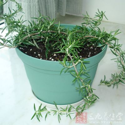 在办公室种一盆迷迭香 在办公室种一盆迷迭香