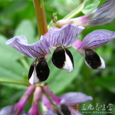 鲜蚕豆花60克或干花15克加水煎服