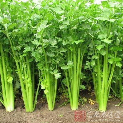 因高血压引起头痛、头胀的病人，常吃鲜芹菜可缓解症状