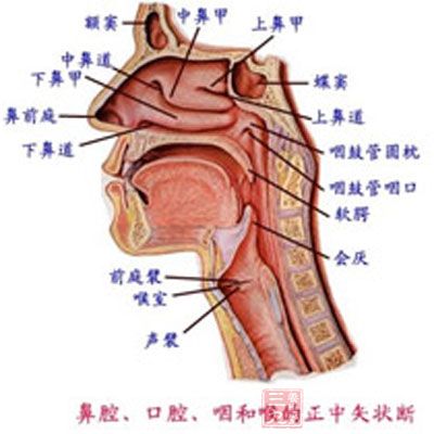 鼻炎的早期症状明显吗