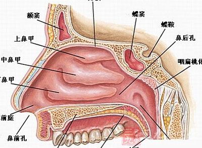 鼻息肉术后饮食注意事项