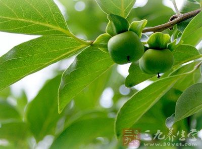 甲亢饮食 6款食疗有效防治甲亢