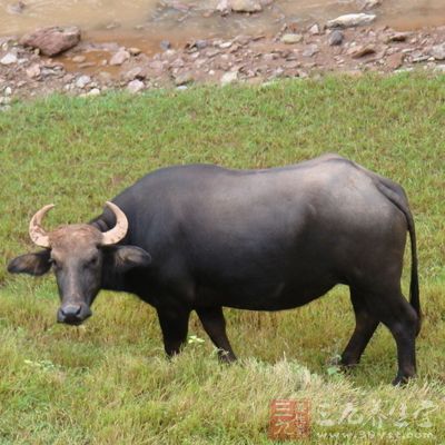 牛胎盤又叫做牛胞衣，其實是一味有名的藥材