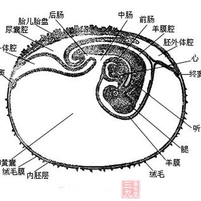 胎盤還有著貯藏營養(yǎng)的功能